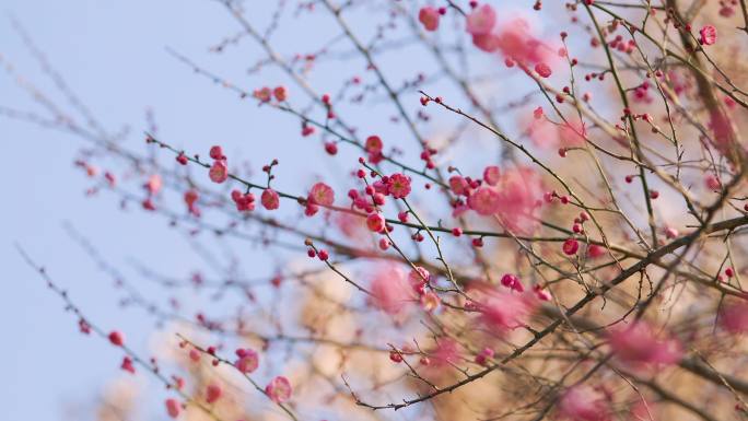 春日盛开的梅花花枝