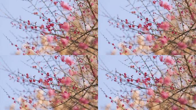 春日盛开的梅花花枝