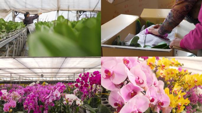 大棚花卉市场鲜花种植 鲜花包装 鲜花交易