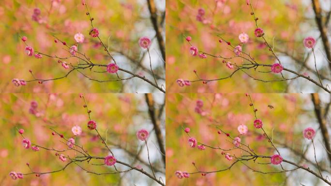 春日盛开的梅花花枝