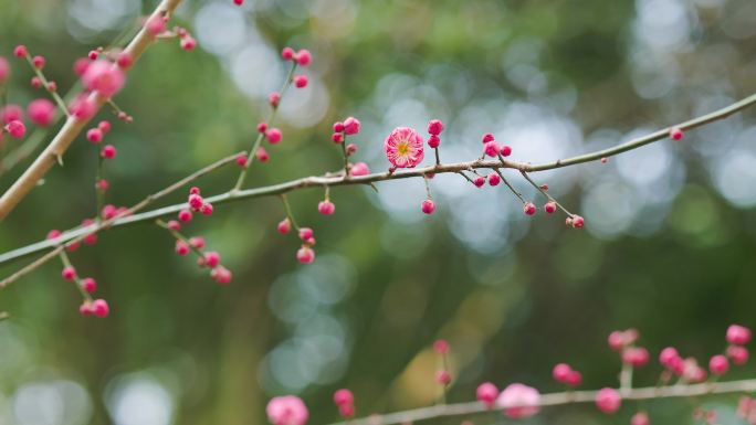 春日盛开的梅花花枝