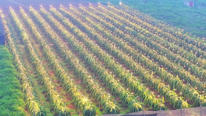 广东湛江菠萝地海景观