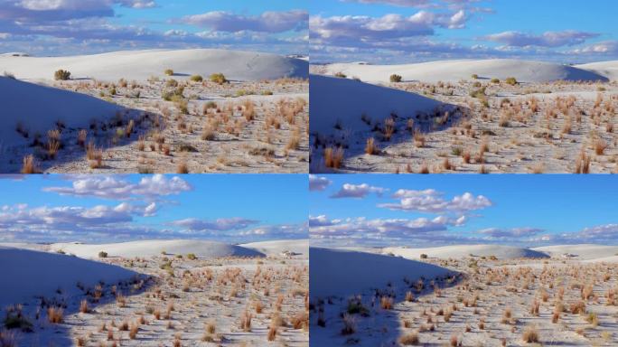 白色石膏沙上干燥的沙漠植物。美国新墨西哥州的白沙国家纪念碑