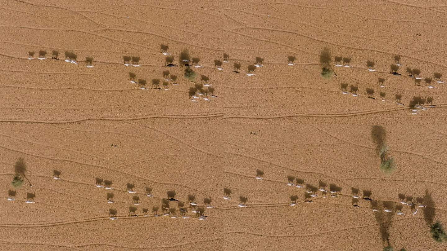 直接向下航拍。在撒哈拉沙漠的萨赫勒，一群牛在寻找牧草后步行数英里到达一个水坑。塞内加尔。干旱，气候变