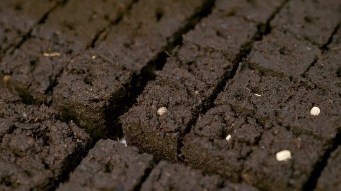 土壤阻塞是一种种子启动技术，它依赖于将种子种植在土壤立方体中，而不是细胞托盘或花盆中。土壤阻断是一种
