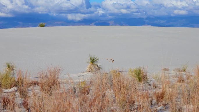 白色石膏沙上干燥的沙漠植物。美国新墨西哥州的白沙国家纪念碑