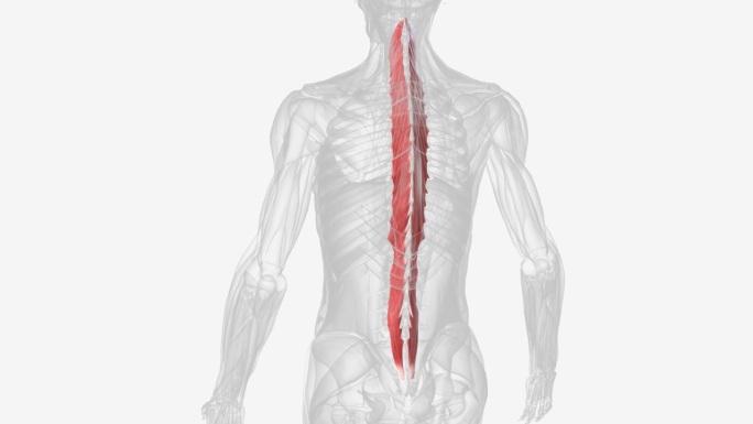 多裂肌是腰椎的重要稳定器。