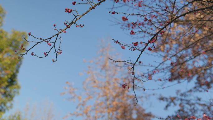 春日盛开的梅花花枝