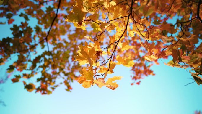 悬挂的树枝和树冠的底部视图与秋天黄橙色的树叶对蓝天。枫叶。在树林或户外公园里度过美好的一天。清晨阳光