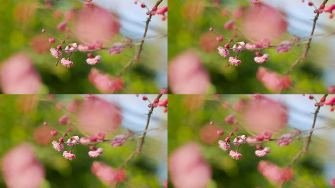 春日盛开的梅花花枝