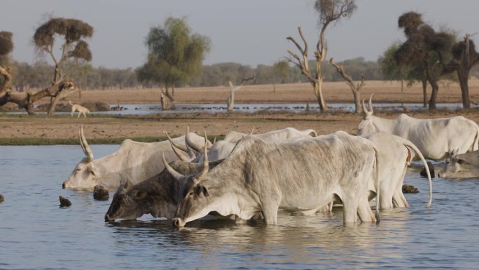 富拉尼牛站在被污染的塞内加尔河中饮水。萨赫勒，撒哈拉沙漠，北非。干旱，气候变化，沙漠化
