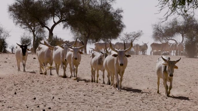 富拉尼牛带着小牛在北非撒哈拉沙漠的萨赫勒行走。干旱，气候变化，沙漠化