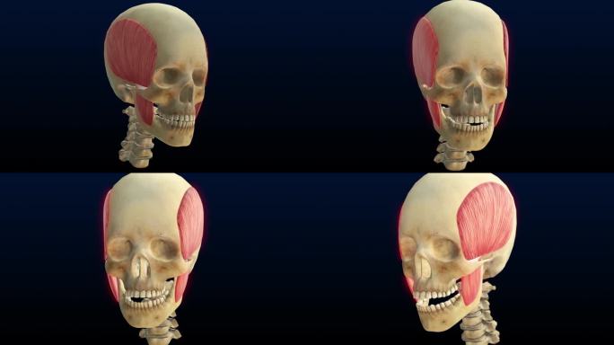 颌骨和牙齿正常定位的模型。颌骨与上颌和下颌牙列