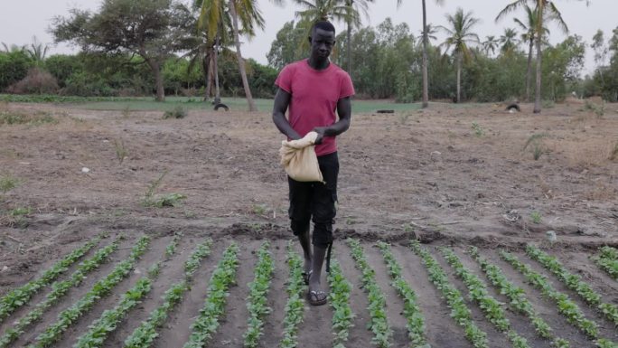 在萨赫勒地区塞内加尔的一个农场里，小农非洲黑人农民正在给蔬菜施肥。干旱，气候变化，沙漠化