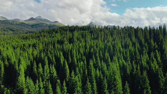 新疆伊犁雪山树林自然环境原始森林4K