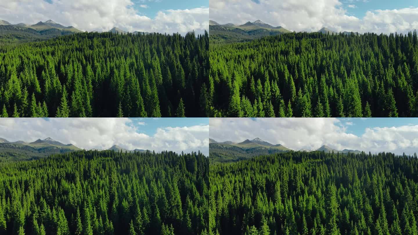 新疆伊犁雪山树林自然环境原始森林4K