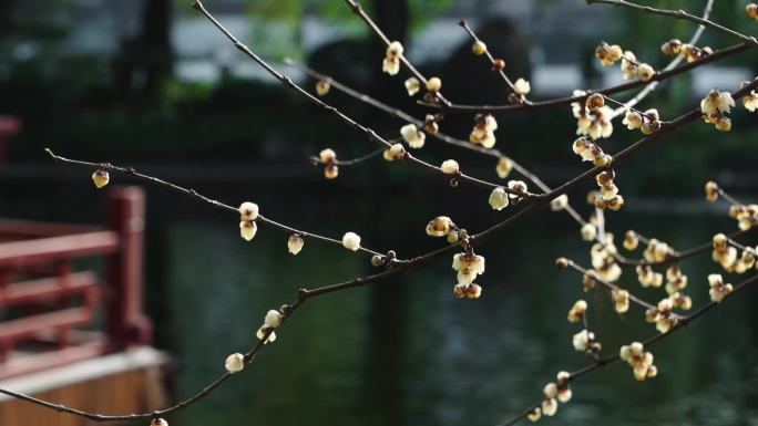 成都腊梅百花潭公园花海游园香味