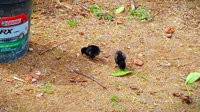 山上散养的鸡妈妈和它的黑色鸡宝宝们