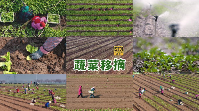 种菜 蔬菜移摘菜苔种菜