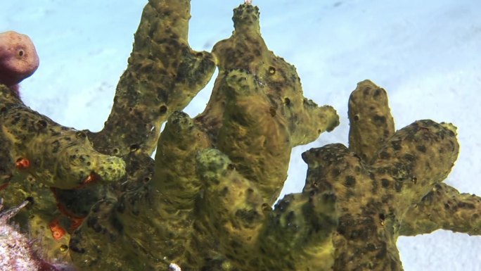 近景珊瑚，看起来像海绵在水下加勒比海。