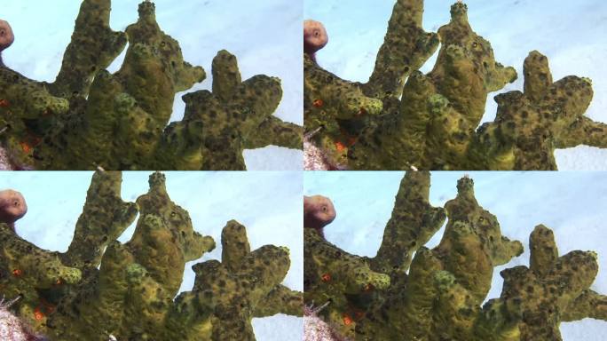 近景珊瑚，看起来像海绵在水下加勒比海。