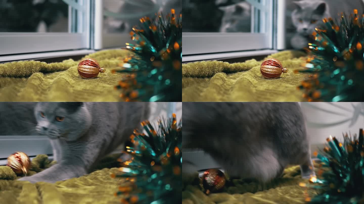 活泼的灰色英国猫在房间的地板上玩圣诞球