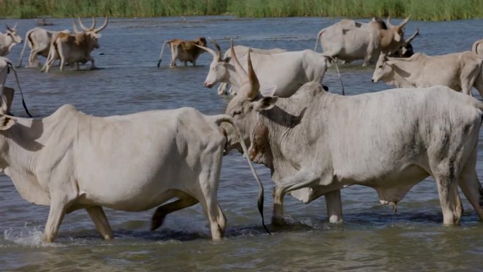 特写镜头。富拉尼牛走进被污染的塞内加尔河饮水。萨赫勒，撒哈拉沙漠，北非。干旱，气候变化，沙漠化