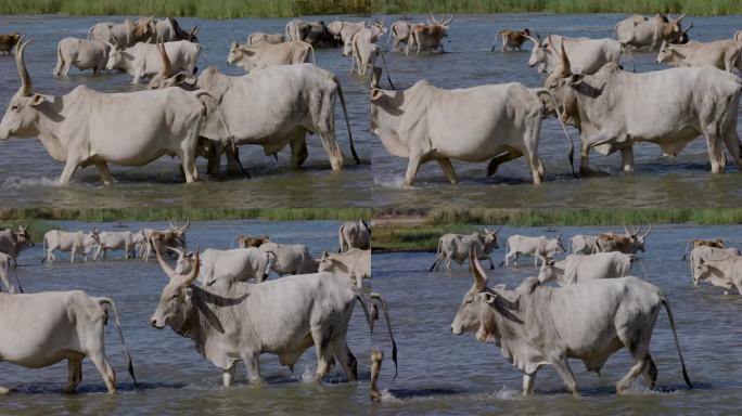 特写镜头。富拉尼牛走进被污染的塞内加尔河饮水。萨赫勒，撒哈拉沙漠，北非。干旱，气候变化，沙漠化