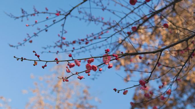 春日盛开的梅花花枝