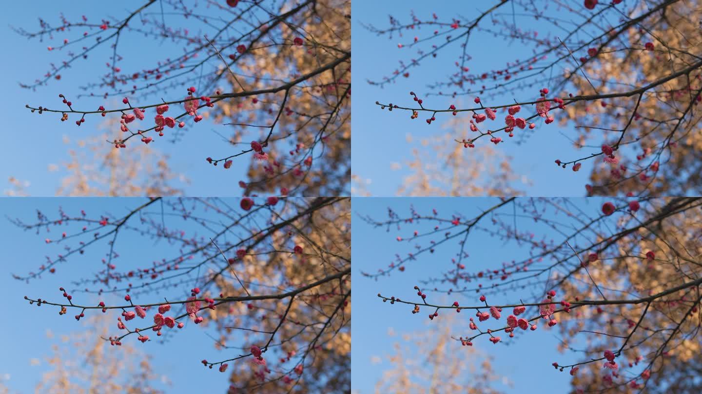 春日盛开的梅花花枝