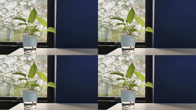 金钱树房屋植物叶片上的窗光发育健康生长