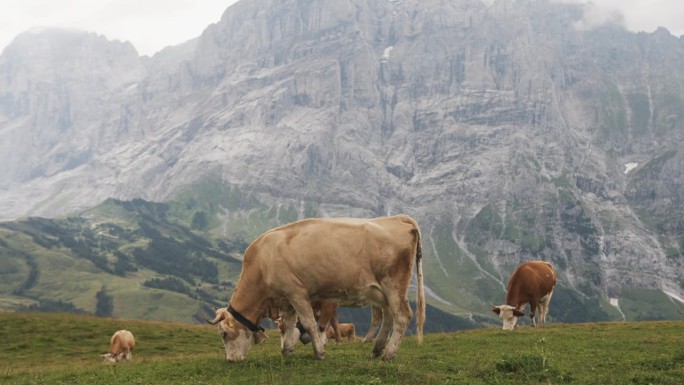 在高山景观中吃草的牛