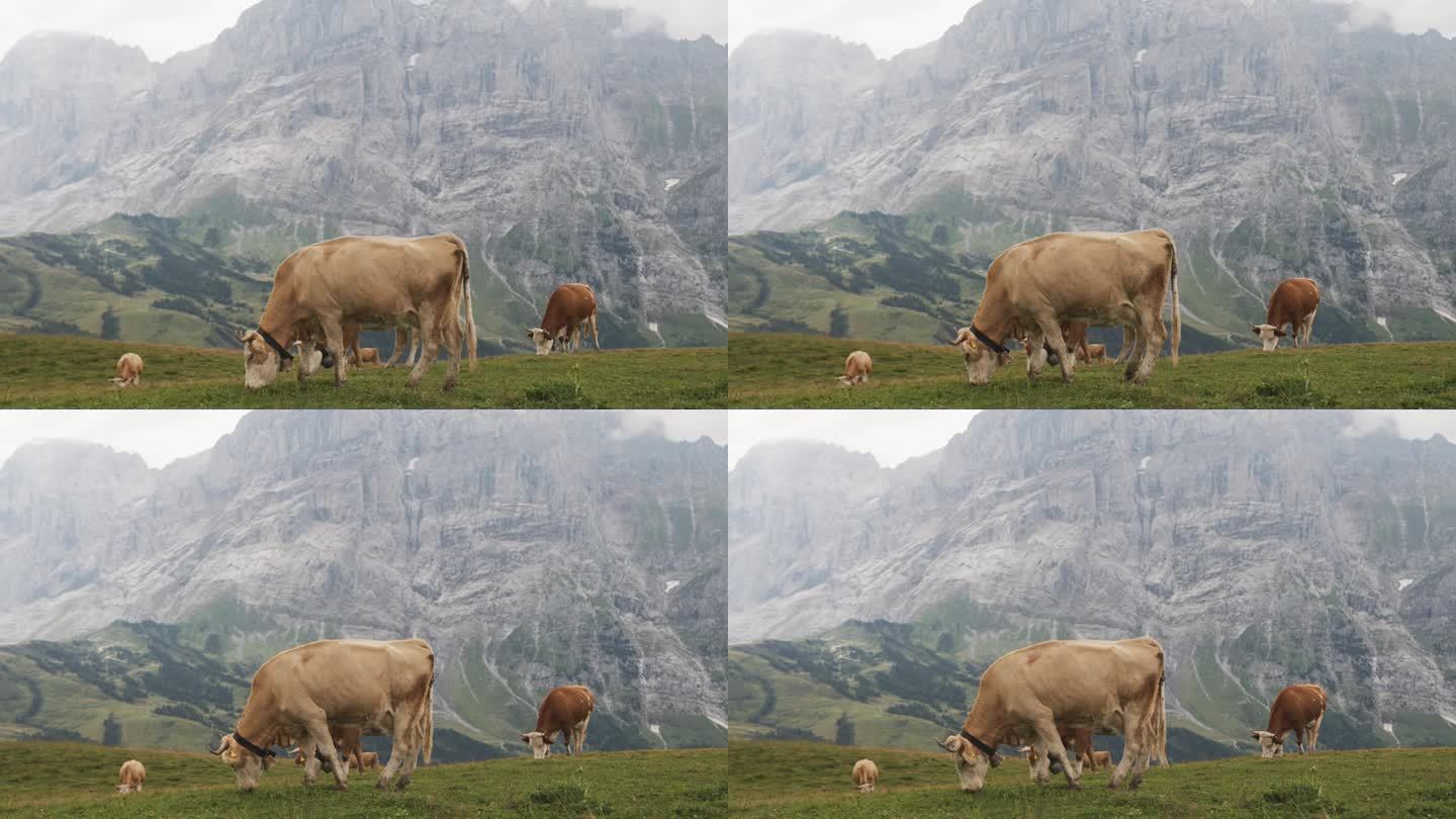 在高山景观中吃草的牛