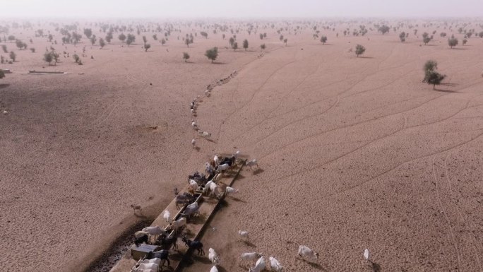 空中飞行。在撒哈拉沙漠的萨赫勒，一群牛在跋涉数英里寻找牧草后，在水坑边饮水。塞内加尔。干旱，气候变化