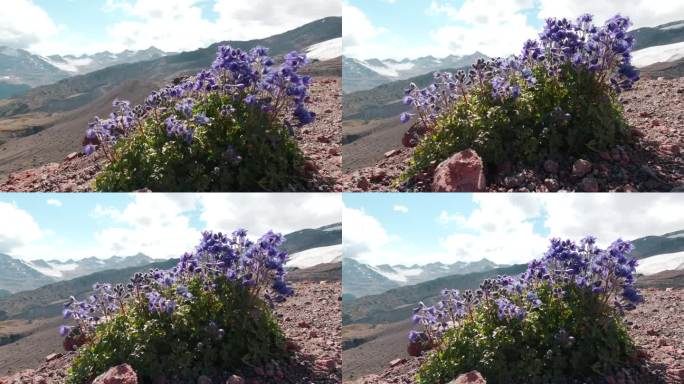 堪察加半岛的夏季景观，以火山块为背景，在火山渣上生长的草甸花。夹。近距离的紫色花朵在强风中摇曳