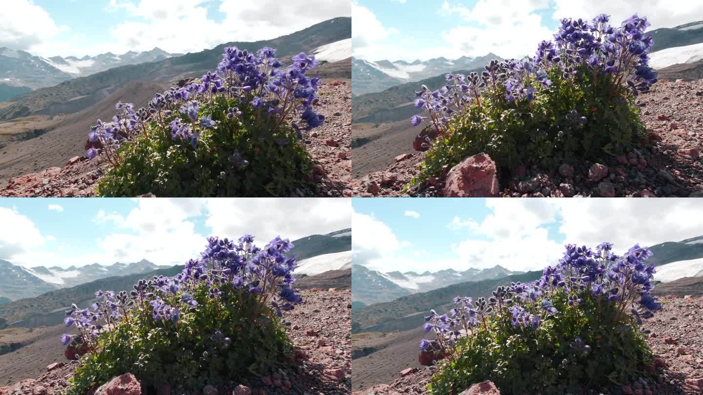 堪察加半岛的夏季景观，以火山块为背景，在火山渣上生长的草甸花。夹。近距离的紫色花朵在强风中摇曳