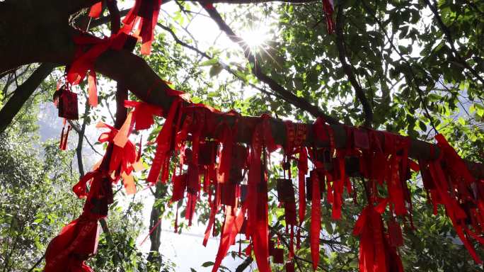 阳光透过树叶树上挂满了祈福红丝带