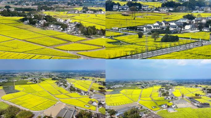 青神县竹里稻香菜籽花全景4K航拍素材