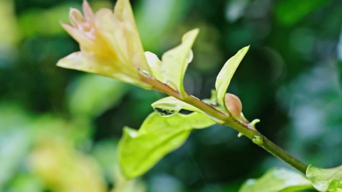 雨天树枝水滴落下 空镜头