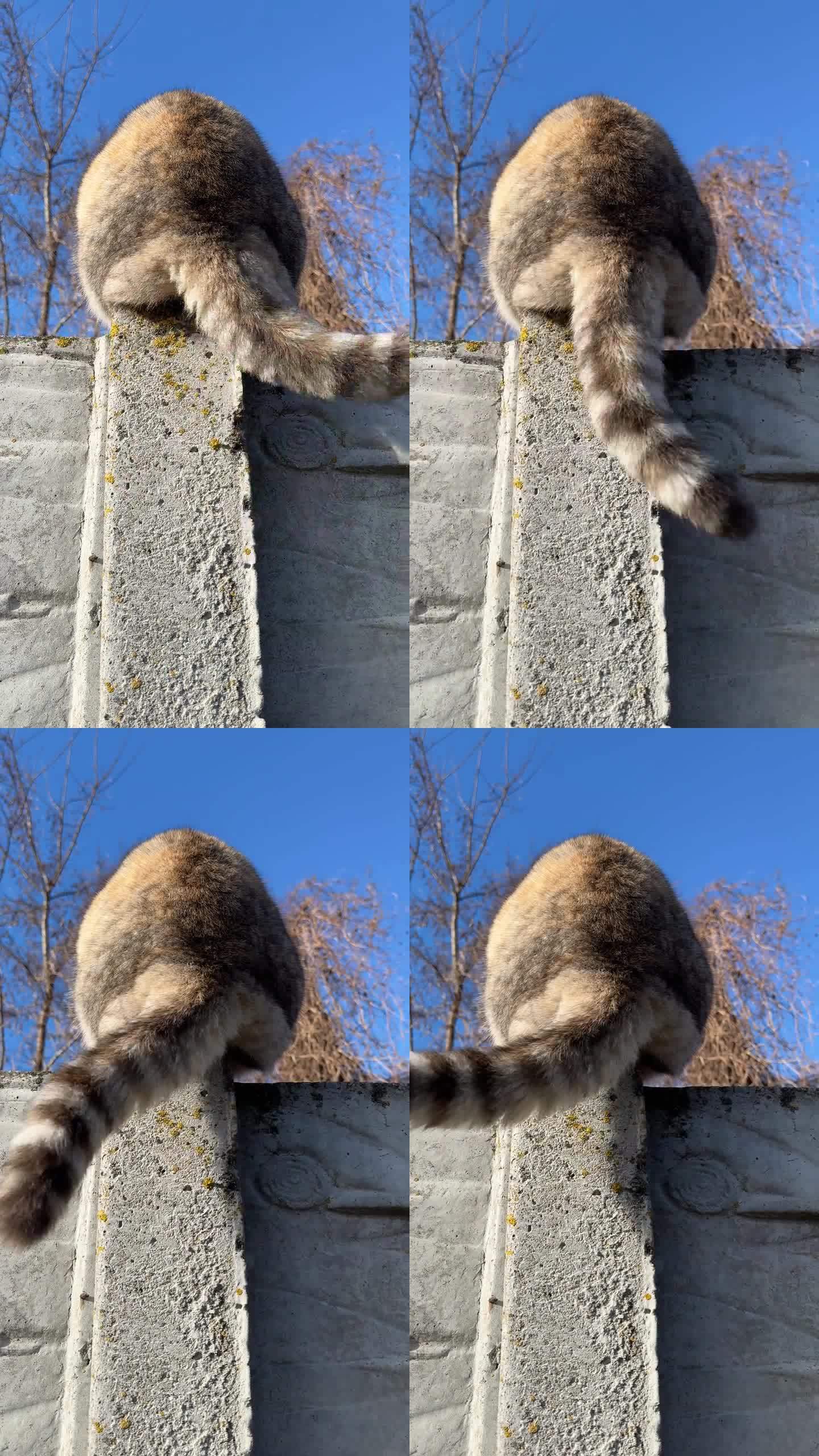 猫摇尾巴，垂直视频。
