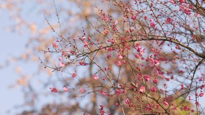 春日盛开的梅花花枝