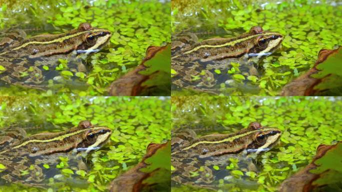 沼泽蛙(Pelophylax ridibundus)，蛙在水中浮萍之间