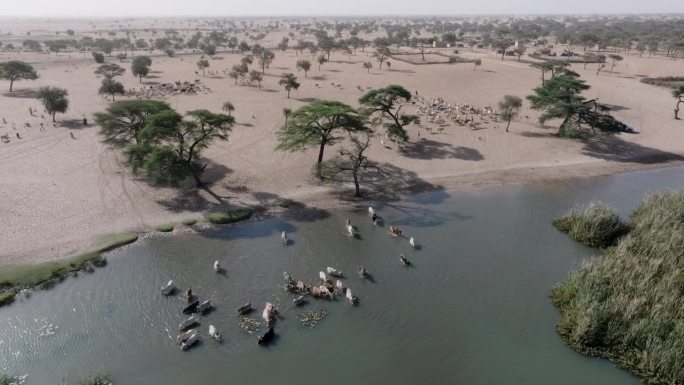 天线。一群富拉尼牛在北非撒哈拉沙漠萨赫勒地区贫瘠的土地上，从被污染的塞内加尔河饮水。干旱，气候变化，
