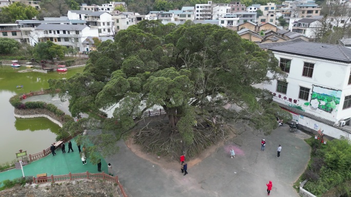 古树村  百年老树  舞龙祈福