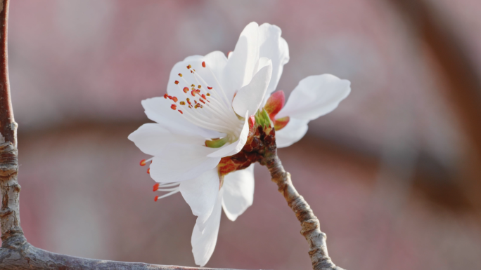 春天 山桃花 春暖花开