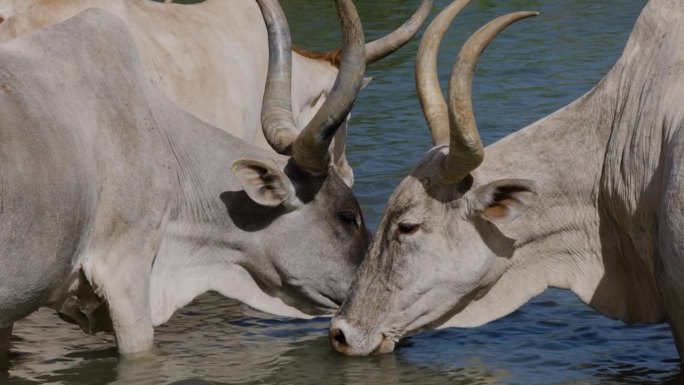 特写镜头。富拉尼牛站在被污染的塞内加尔河边饮水。萨赫勒，撒哈拉沙漠，北非。干旱，气候变化，沙漠化