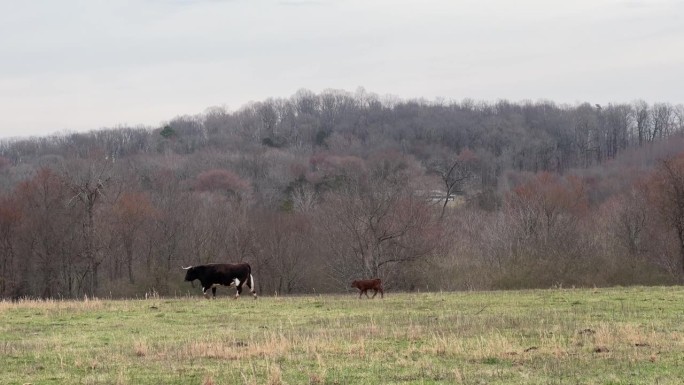 在森林环绕的牧场上，一只可爱的棕色小牛试图跟上它的妈妈。运行。等等我。农场