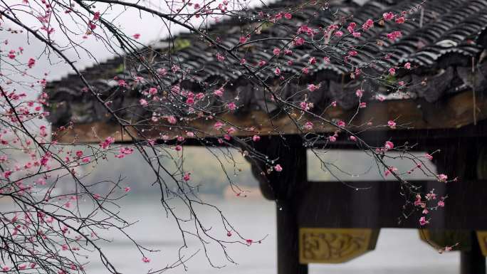 初春雨中杭州西湖的浴鹄湾景色