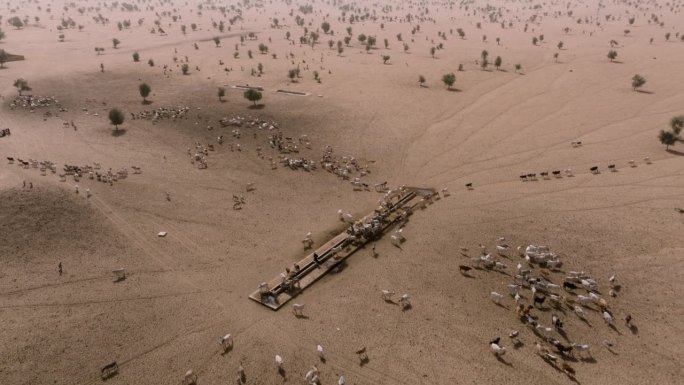 高空变焦。在撒哈拉沙漠的萨赫勒，一群牛在跋涉数英里寻找牧草后，在水坑边饮水。塞内加尔。干旱，气候变化