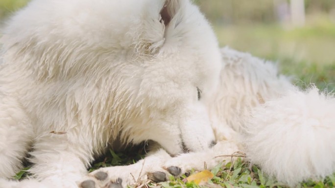 可爱的纯种狗，萨摩耶犬，白色蓬松的皮毛，坐在公园户外的草地上舔咬自己的腿来清洁，这是健康和免疫紊乱的